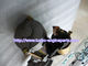 Generator Pembangkit Listrik Tenaga Surya Aluminium, Ford Starter Motor 8970324640 pemasok